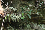 Carica l'immagine nel visualizzatore Galleria, Dendrobium linguiforme
