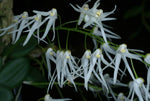 Carica l'immagine nel visualizzatore Galleria, Dendrobium linguiforme