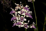 Carica l'immagine nel visualizzatore Galleria, Dendrobium nindii