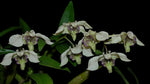 Carica l'immagine nel visualizzatore Galleria, Dendrobium Nora Tokunaga (rhodostictum x atroviolaceum)