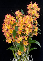Carica l'immagine nel visualizzatore Galleria, Dendrobium Oriental Smile