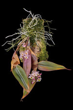 Carica l'immagine nel visualizzatore Galleria, Dendrobium pseudolamellatum