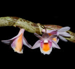 Carica l'immagine nel visualizzatore Galleria, Dendrobium pseudolamellatum