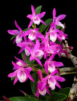 Carica l'immagine nel visualizzatore Galleria, Dendrobium Rainbow Dance