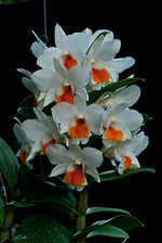 Carica l'immagine nel visualizzatore Galleria, Dendrobium Roongkamol Vejvarut (Den. Dawn Maree x Den. formosum)
