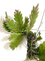 Carica l'immagine nel visualizzatore Galleria, Dendrobium rosellum