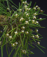 Carica l'immagine nel visualizzatore Galleria, Dendrobium striolatum