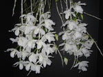 Carica l'immagine nel visualizzatore Galleria, Dendrobium superbum var. alba