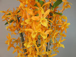 Carica l'immagine nel visualizzatore Galleria, Dendrobium Stardust 'Firebird'