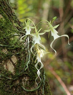 Carica l'immagine nel visualizzatore Galleria, Dendrophylax lindenii