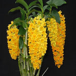 Carica l'immagine nel visualizzatore Galleria, Dendrobium densiflorum
