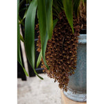 Carica l'immagine nel visualizzatore Galleria, Cymbidium Devon Railway 'Geyserland'