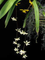 Carica l'immagine nel visualizzatore Galleria, Dimorphorchis rossii