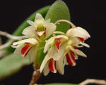 Carica l'immagine nel visualizzatore Galleria, Dendrobium rigidum