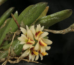 Carica l'immagine nel visualizzatore Galleria, Dendrobium rigidum