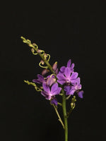 Carica l'immagine nel visualizzatore Galleria, Doritaenopsis Purple Gem 'Aida'