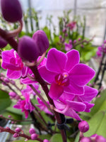 Carica l'immagine nel visualizzatore Galleria, Doritaenopsis Purple Gem 'Amethyst'