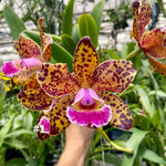 Carica l'immagine nel visualizzatore Galleria, Rhyncholaeliocattleya Durigan 'Aries' - Br Orquidea