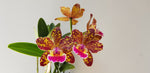 Carica l'immagine nel visualizzatore Galleria, Rhyncholaeliocattleya Durigan 'Aries' - Br Orquidea