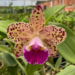 Carica l'immagine nel visualizzatore Galleria, Rhyncholaeliocattleya Durigan 'Gemini' - Br Orquidea