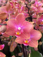 Carica l'immagine nel visualizzatore Galleria, Phalaenopsis Dusty Belle