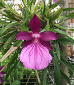 Carica l'immagine nel visualizzatore Galleria, Miltonia spectabilis var. moreliana