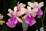 Carica l'immagine nel visualizzatore Galleria, Miltonia Honolulu x binotii