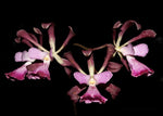 Carica l'immagine nel visualizzatore Galleria, Encyclia Gail Nakagaki (alata x cordigera)
