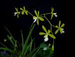 Carica l'immagine nel visualizzatore Galleria, Encyclia tampensis f. alba