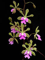 Carica l'immagine nel visualizzatore Galleria, Epidendrum floribundum x Enc. cordigera