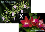 Carica l'immagine nel visualizzatore Galleria, Epidendrum Mabel Kanda x Cattleya Loog Tone