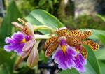 Carica l'immagine nel visualizzatore Galleria, Epidendrum wallisii x pseudepidendrum aniana