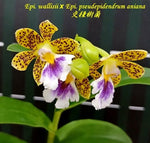 Carica l'immagine nel visualizzatore Galleria, Epidendrum wallisii x pseudepidendrum aniana