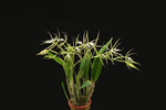 Carica l'immagine nel visualizzatore Galleria, Epidendrum ciliare