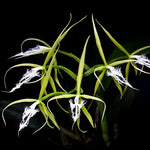 Carica l'immagine nel visualizzatore Galleria, Epidendrum ciliare