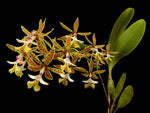 Carica l'immagine nel visualizzatore Galleria, Epidendrum stamfordianum