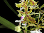 Carica l'immagine nel visualizzatore Galleria, Epidendrum stamfordianum