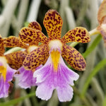 Carica l'immagine nel visualizzatore Galleria, Epidendrum wallisii × Epi. Pseudepidendrum