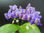 Carica l'immagine nel visualizzatore Galleria, Phalaenopsis Equalacea blue (violacea coerulea x equestris coerulea)