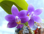 Carica l'immagine nel visualizzatore Galleria, Phalaenopsis Equalacea blue (violacea coerulea x equestris coerulea)