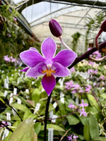 Carica l'immagine nel visualizzatore Galleria, Phalaenopsis equestris