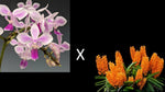 Carica l'immagine nel visualizzatore Galleria, Phalaenopsis equestris var. rosea x Ascocentrum miniatum