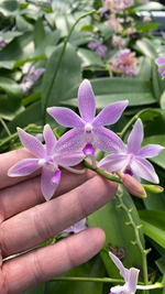 Carica l'immagine nel visualizzatore Galleria, Phalaenopsis Taida Sunshine (equestris x tetraspis f. livida)