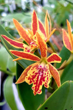 Carica l'immagine nel visualizzatore Galleria, Epicatanthe Hsiang Yu Gold Coast (Ctt. Oliver x Epi. stamfordianum)