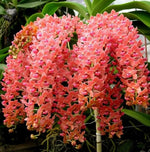 Carica l'immagine nel visualizzatore Galleria, Rhynchostylis gigantea orange
