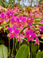 Carica l'immagine nel visualizzatore Galleria, Phalaenopsis I-Hsin Golden Tangerine Ice