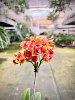 Carica l'immagine nel visualizzatore Galleria, Phalaenopsis Soleil (Peloric - 3 Lip)