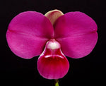Carica l'immagine nel visualizzatore Galleria, Phragmipedium kovachii x sib ('16/7' x 'Triple')