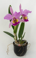 Carica l'immagine nel visualizzatore Galleria, Cattleya Fabia (C. dowiana Aurea x C. labiata)