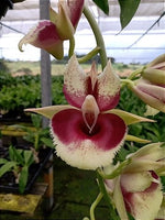 Carica l'immagine nel visualizzatore Galleria, Catasetum faustoi-pileatum (pileatum x faustoi)